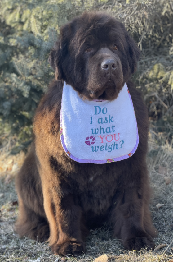 Faithful Acres Amber Waves of Grain